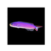 BPK Farm LIVE STOCK Purple Tile Goby