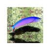 BPK Farm LIVE STOCK Purple Tilefish - (Hoplolatilus purpureus)
