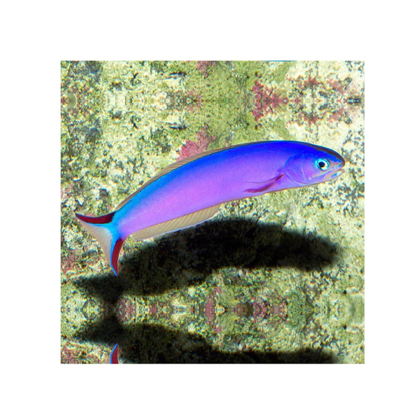 BPK Farm LIVE STOCK Purple Tilefish - (Hoplolatilus purpureus)