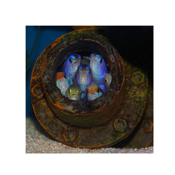 BPK Farm LIVE STOCK Purple Tilefish - (Hoplolatilus purpureus)