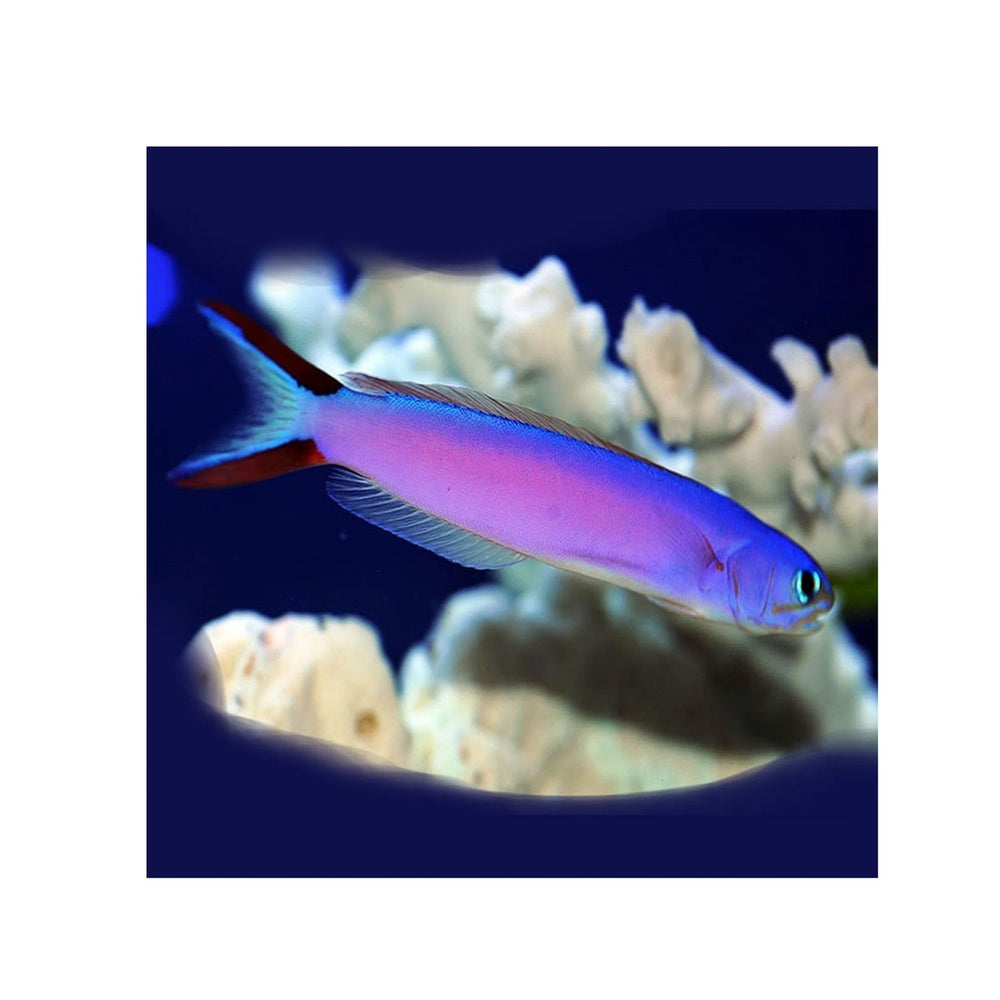 Purple Tilefish - (Hoplolatilus purpureus)