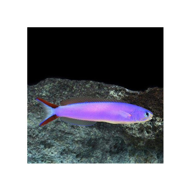 BPK Farm LIVE STOCK Purple Tilefish - (Hoplolatilus purpureus)