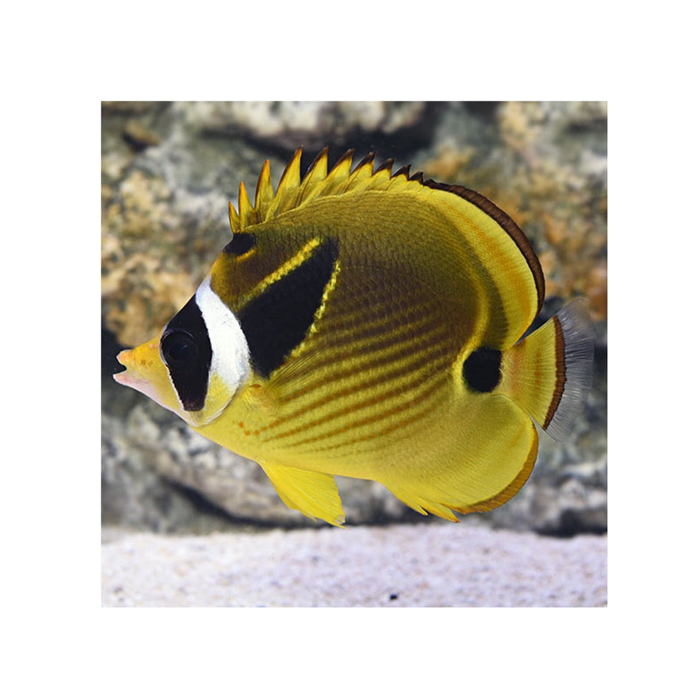 Raccoon Butterflyfish - (Chaetodon lunula)