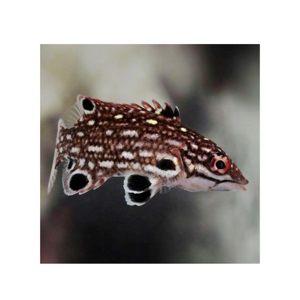 BPK Farm LIVE STOCK Red Diana Hogfish