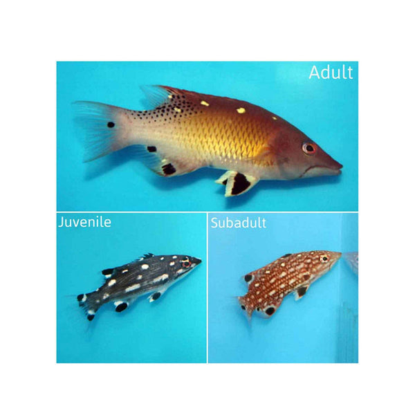 BPK Farm LIVE STOCK Red Diana Hogfish