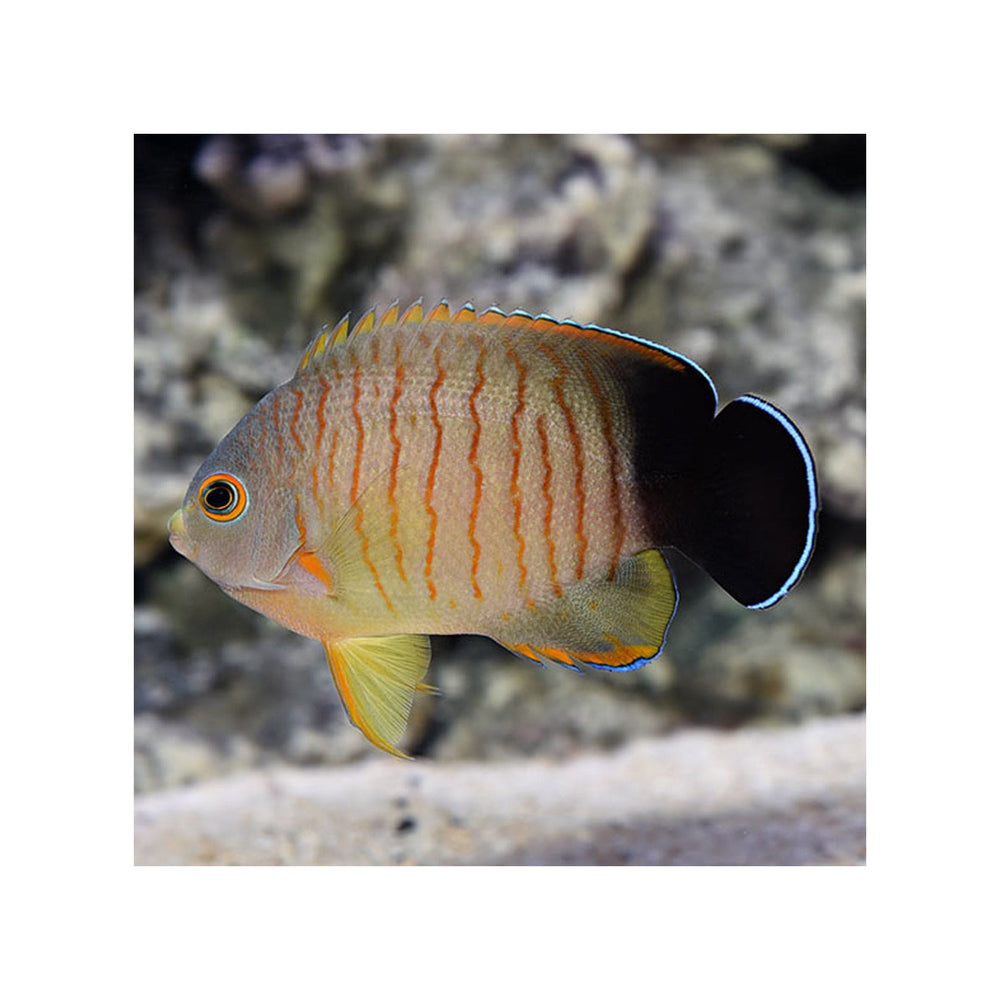 Red Stripe Angelfish - (Centropyge eibli)