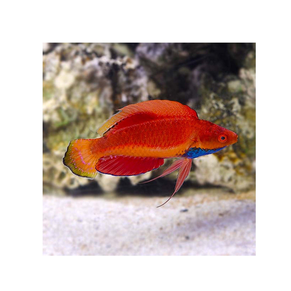 Blue Throat Fairy Wrasse - (Cirrhilabrus cyanogularis)