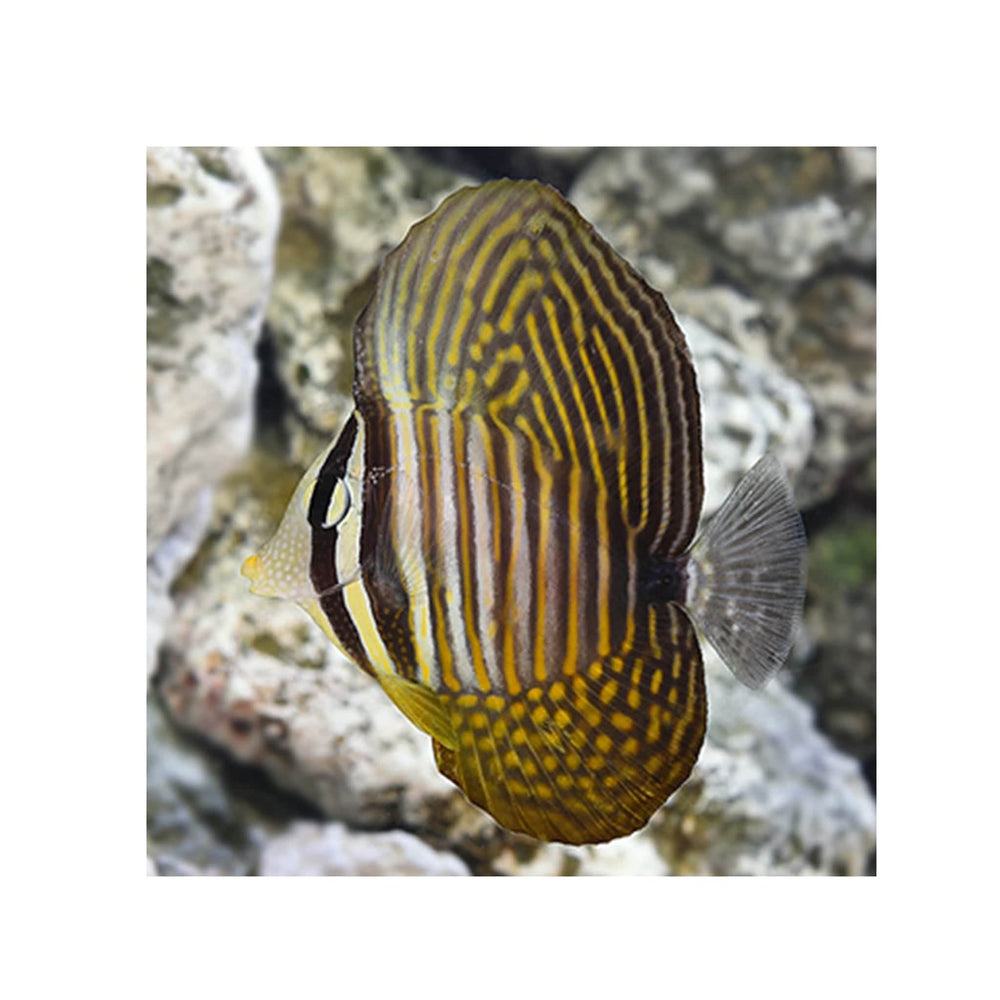 Sailfin Tang Desjardini - (Zebrasoma desjardini)