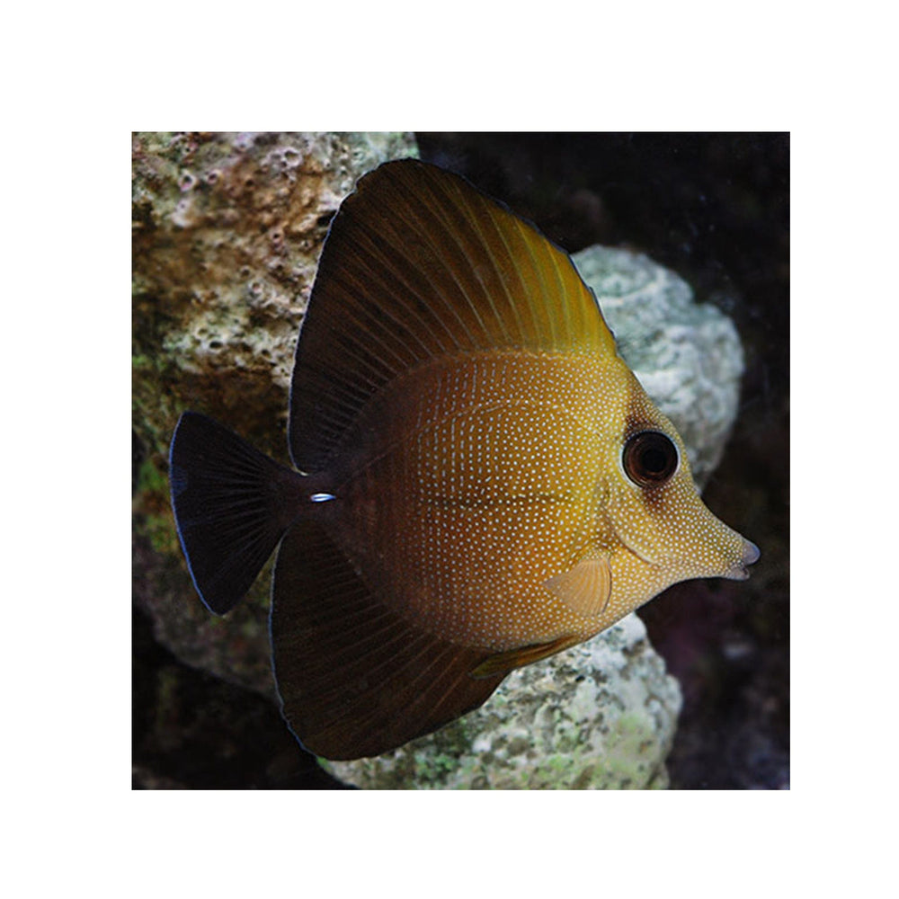 Scopas Tang - (Zebrasoma scopas)