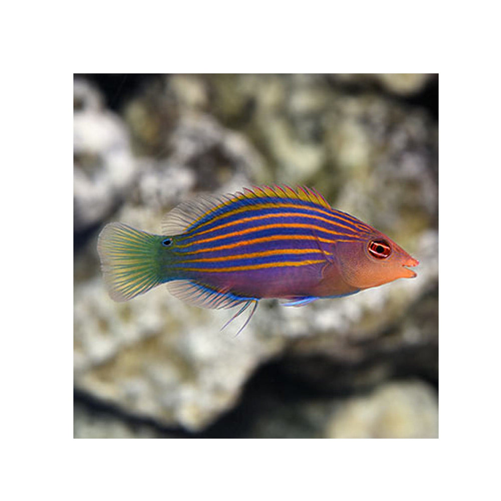 Six Line Wrasse - (Pseudocheilinus hexataenia)