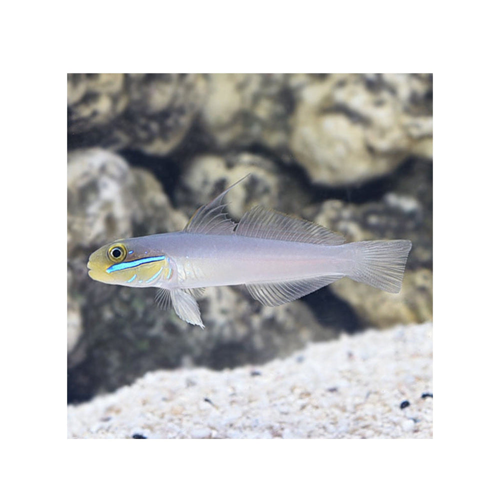 Sleeper Gold Head Goby - (Valenciennea strigata)