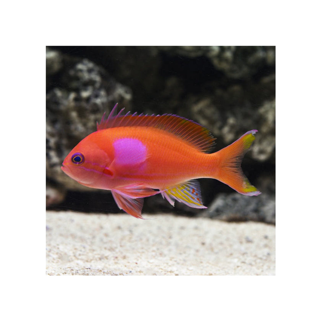 Squareback Anthias - (Pseudanthias pleurotaenia)