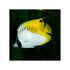 files/bpk-farm-live-stock-threadfin-butterfly-chaetodon-auriga-40646014206182.jpg