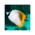 files/bpk-farm-live-stock-threadfin-butterfly-chaetodon-auriga-40646014238950.jpg