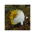 files/bpk-farm-live-stock-threadfin-butterfly-chaetodon-auriga-40646014304486.jpg