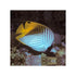 files/bpk-farm-live-stock-threadfin-butterfly-chaetodon-auriga-40646014501094.jpg