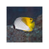 files/bpk-farm-live-stock-threadfin-butterfly-chaetodon-auriga-40646014533862.jpg