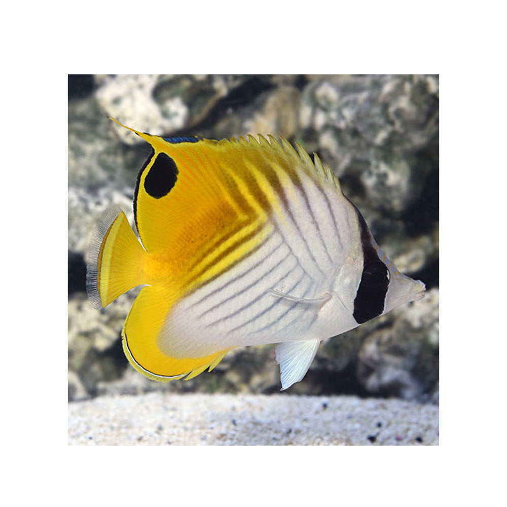 Threadfin Butterfly - (Chaetodon auriga)