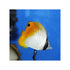 files/bpk-farm-live-stock-threadfin-butterfly-chaetodon-auriga-40646071288038.jpg