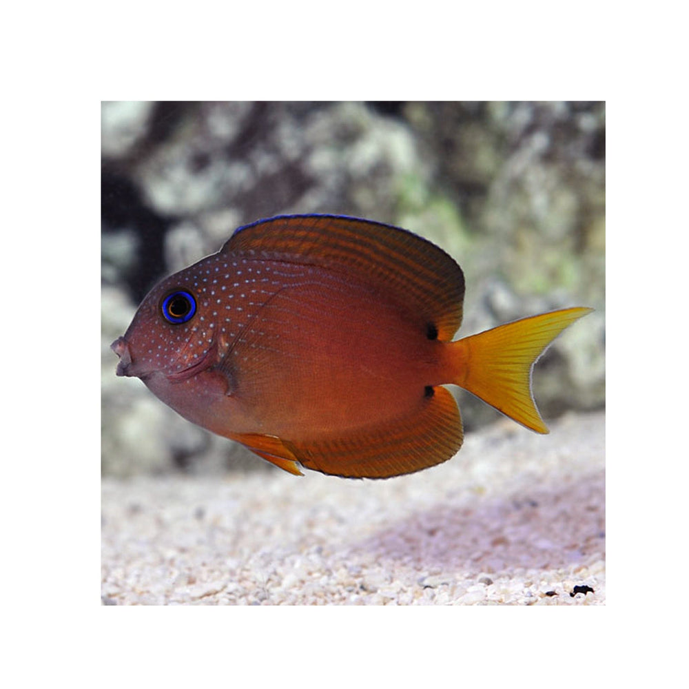 Two Spot Bristletooth Tang - (Ctenochaetus binotatus)