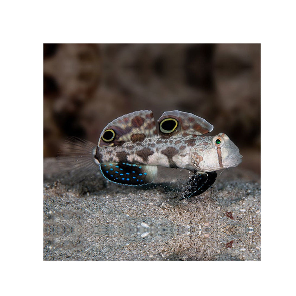 Two Spot Goby -(Signigobius biocellatus)