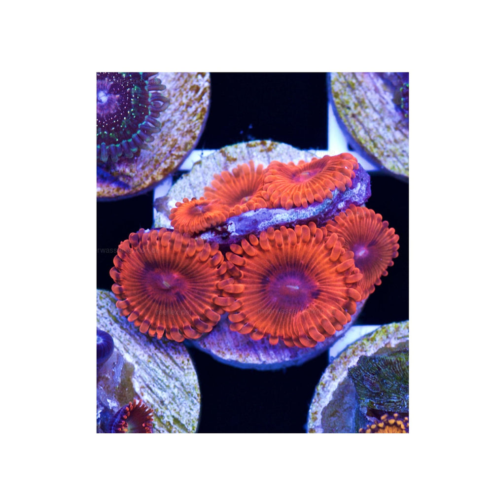 "VDM" Valentine's Day Massacre Zoanthid