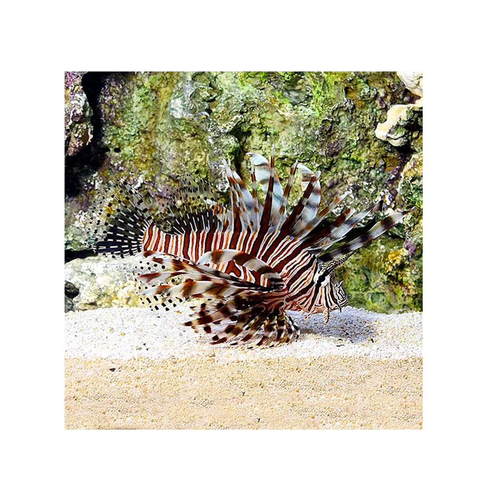 Volitan Lionfish - (Pterois volitans)