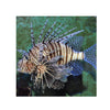 BPK Farm LIVE STOCK Volitan Lionfish - (Pterois volitans)
