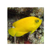 BPK Farm LIVE STOCK Yellow Angelfish - (Centropyge heraldi)