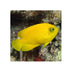 files/bpk-farm-live-stock-yellow-angelfish-centropyge-heraldi-40409972539622.jpg