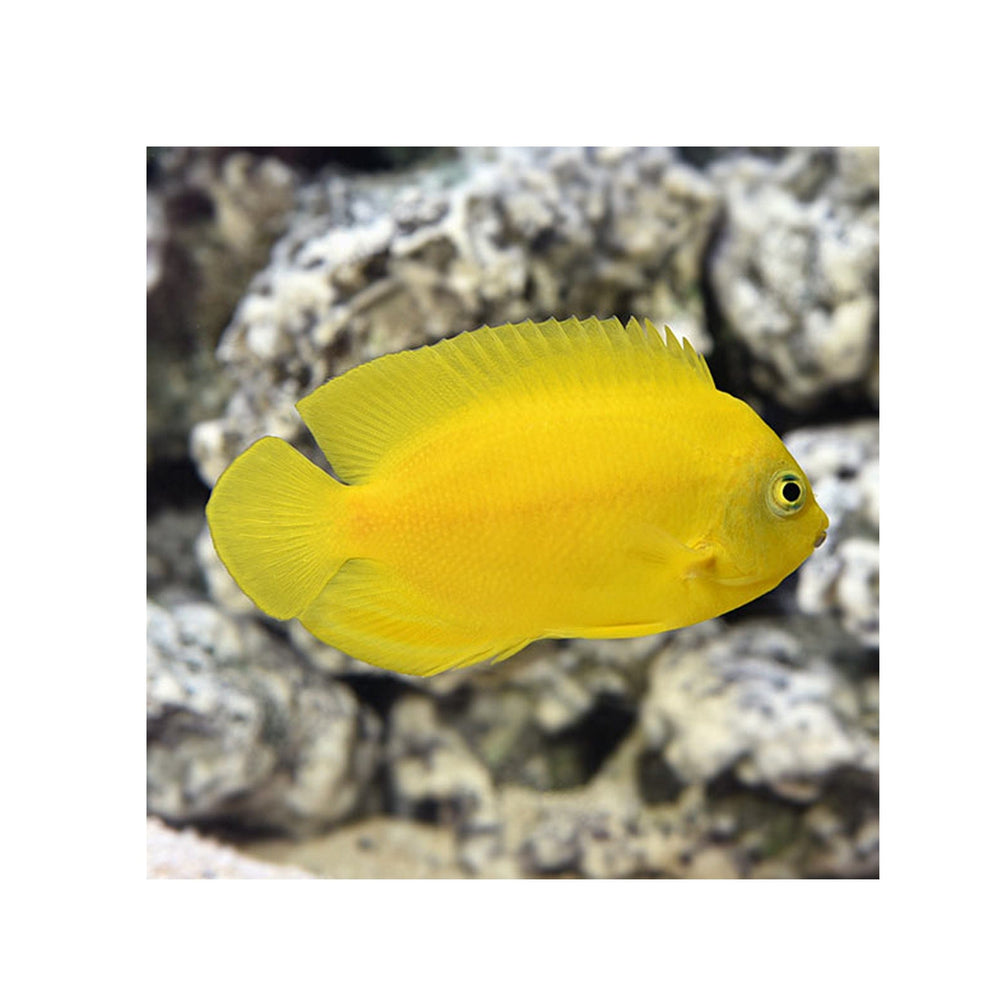 Yellow Angelfish - (Centropyge heraldi)