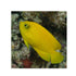 files/bpk-farm-live-stock-yellow-angelfish-centropyge-heraldi-40409972703462.jpg
