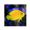 BPK Farm LIVE STOCK Yellow Angelfish - (Centropyge heraldi)