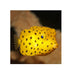 files/bpk-farm-live-stock-yellow-box-fish-40474768441574.jpg