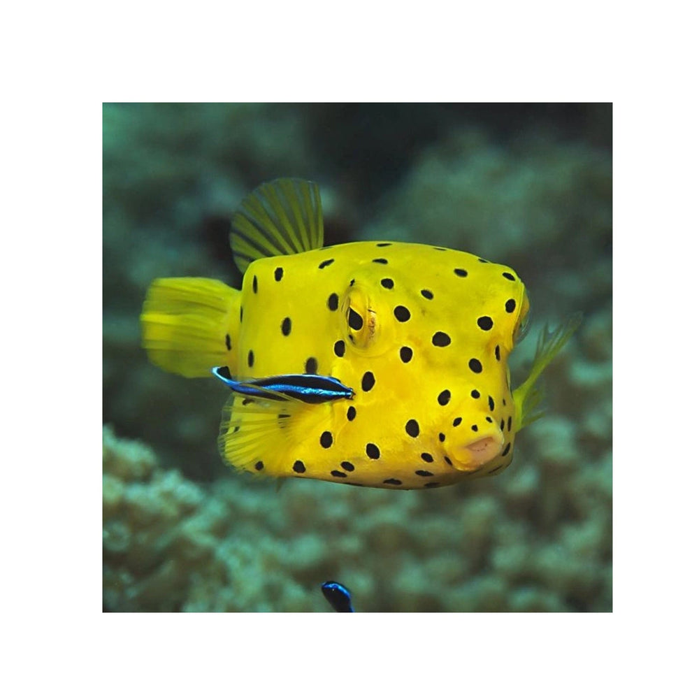 Cubicus Boxfish - (Ostracion cubicus)
