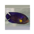 files/bpk-farm-live-stock-yellow-fin-angelfish-40664924848358.jpg