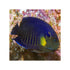 files/bpk-farm-live-stock-yellow-fin-angelfish-40664924881126.jpg