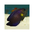 files/bpk-farm-live-stock-yellow-fin-angelfish-40664924913894.jpg