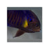 files/bpk-farm-live-stock-yellow-fin-angelfish-40664924946662.jpg