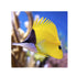 files/bpk-farm-live-stock-yellow-longnose-butterflyfish-40481497186534.jpg