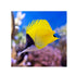 files/bpk-farm-live-stock-yellow-longnose-butterflyfish-40481497317606.jpg
