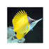 files/bpk-farm-live-stock-yellow-longnose-butterflyfish-40481497350374.jpg