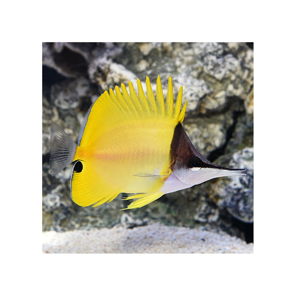Yellow Longnose Butterflyfish - (Forcipiger flavissimus)