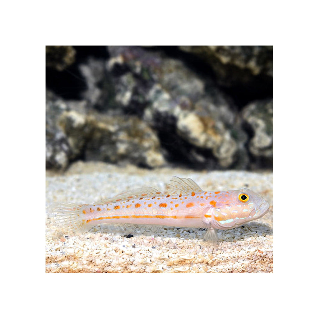Diamond Watchman Goby - (Valenciennea puellaris)