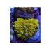 files/bpk-farm-live-stock-yellow-yuma-mushroom-40357628215526.jpg