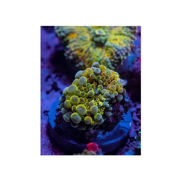 BPK Farm LIVE STOCK Yellow Yuma Mushroom