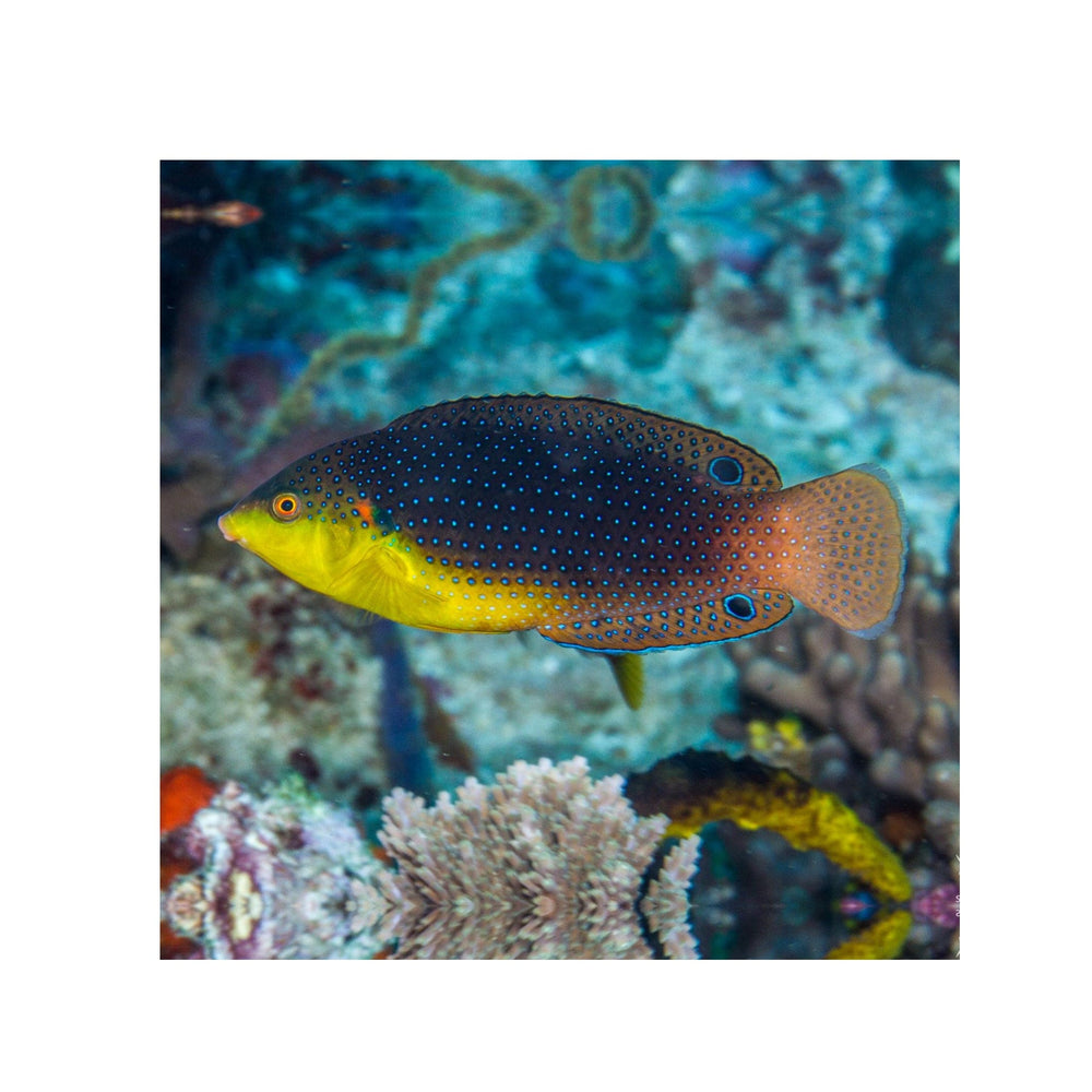 Yellowchest Twist Wrasse - (Anampses twistii)