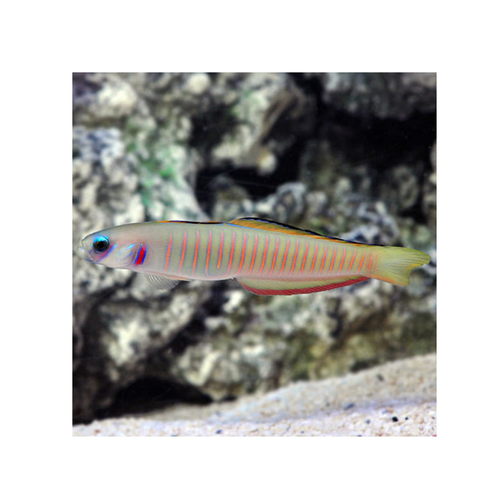 Zebra Barred Dartfish - (Ptereleotris zebra)