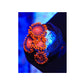 Bam Bam Zoanthids