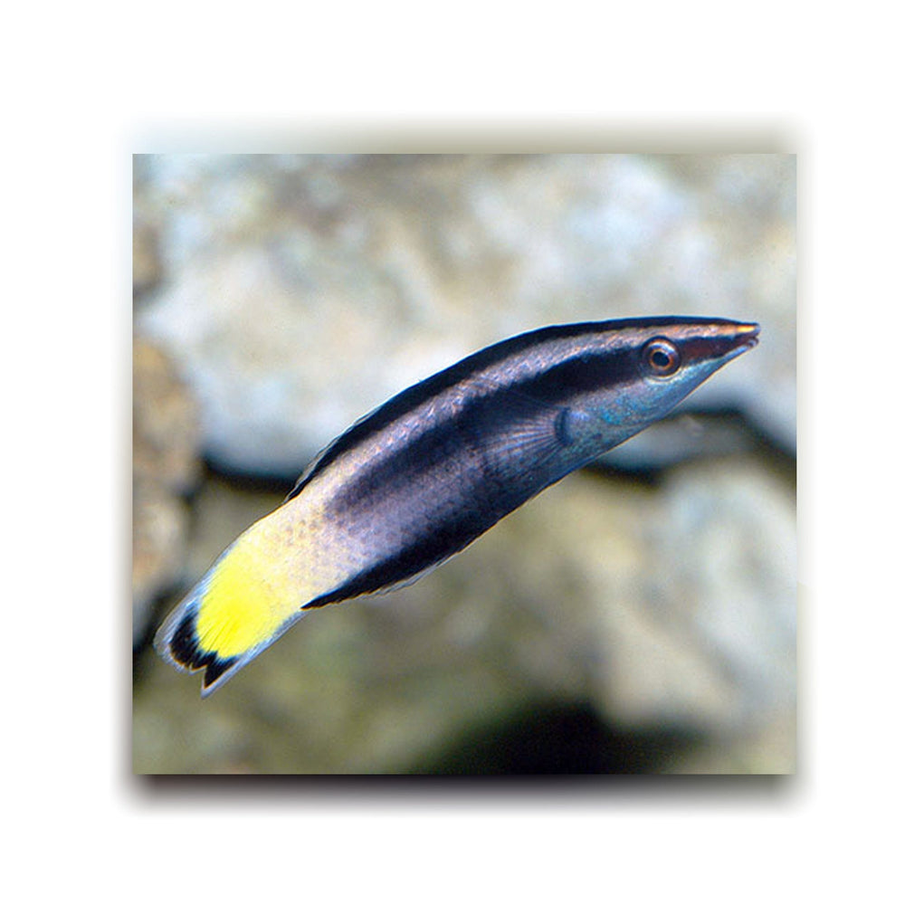 Bicolor Cleaner Wrasse - (Labroides bicolor)